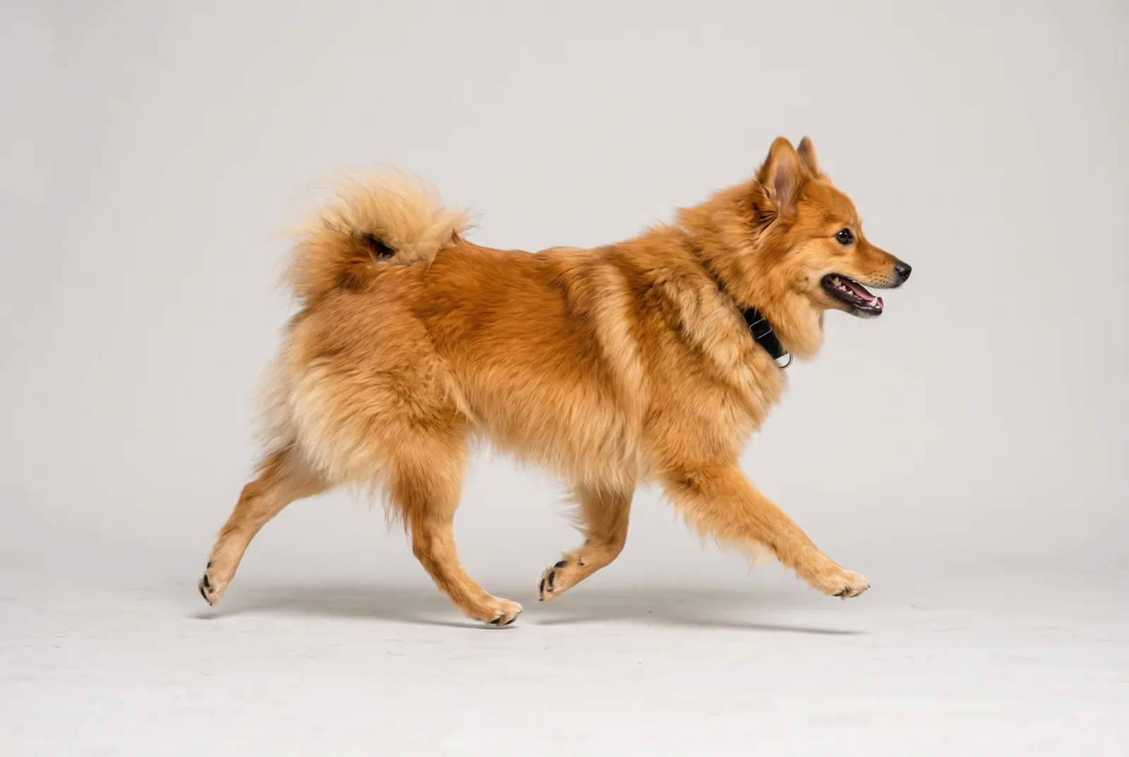 Spitz moyen (Mittelspitz)