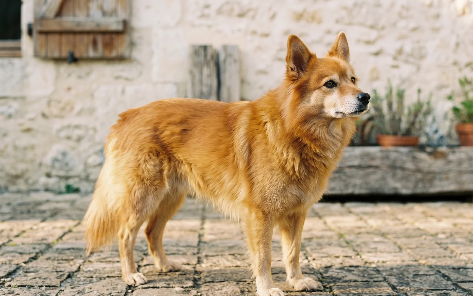 Spitz moyen — Mittelspitz